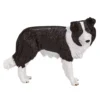 Mojo Border Collie