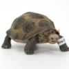Schleich Jättiläiskilpikonna 14601 - Second Hand